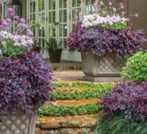 庭院景观充斥着紫色的遐想与丰富的紫叶矮Loropetalum