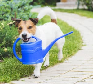 一只棕色头的白色小猎犬，嘴里叼着一个蓝色的塑料水壶，走在一条砖砌的小路上