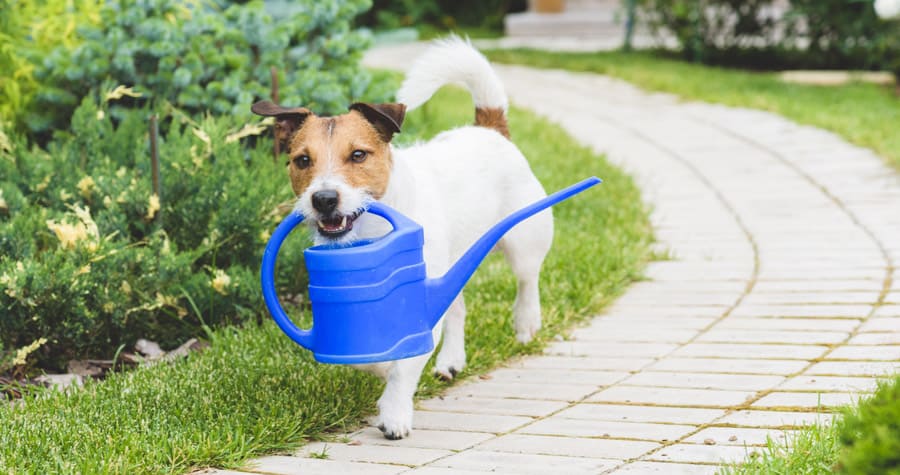 一只棕色头的白色小猎犬，叼着一只蓝色的塑料水壶，走在砖砌的小路上