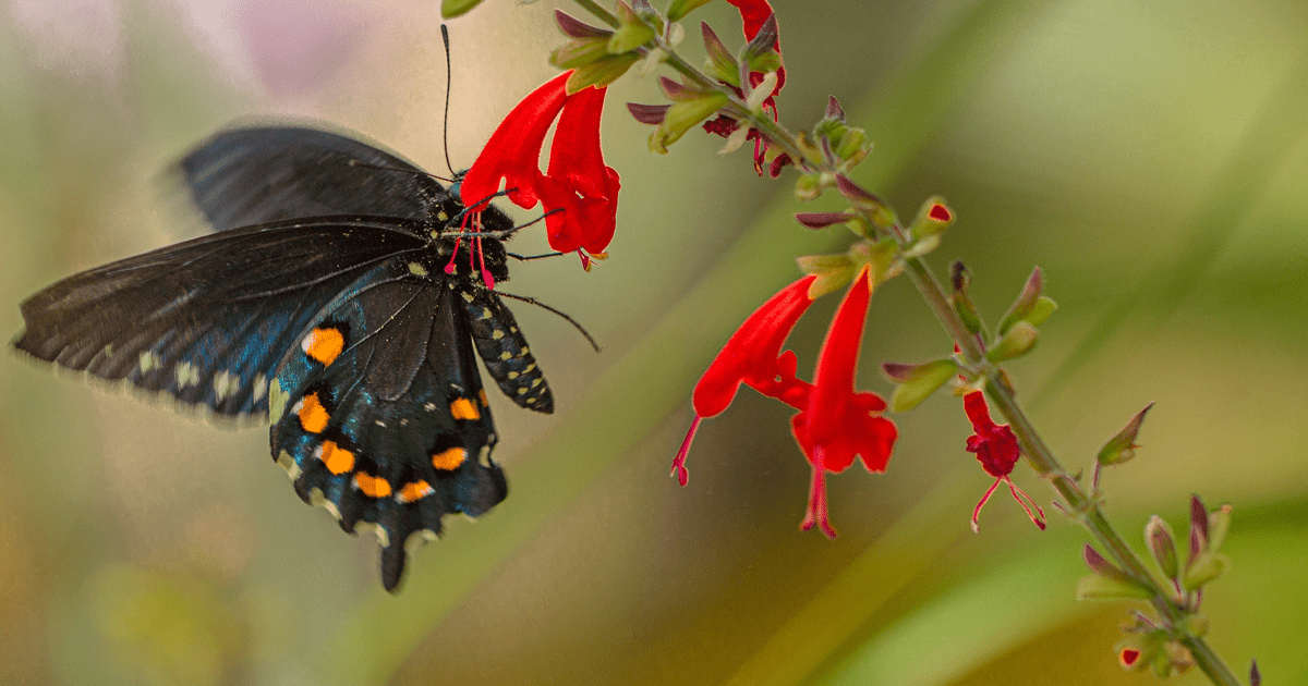 PipevineSwallowtail-Butterfly-with-Salvia.png