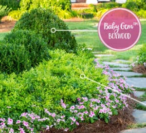 入口花园毗邻石板走爱游戏在线登入道，粉红色的一年生植物、柠檬酸橙南迪纳木和婴儿宝石黄杨木层层叠叠