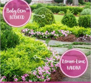 入口花园毗邻石板走爱游戏在线登入道和分层的粉红色的一年生植物,酸柠檬南天竹属和婴儿宝石黄杨木