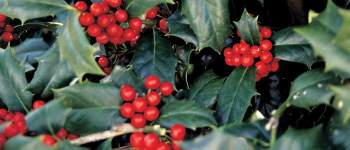 特写显示红色的罗宾冬青浆果和深绿色的尖冬青叶子