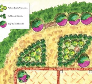 Landscape architect pencil drawing of landscape to be planted with Southern Living plants