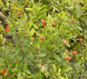 橙花特别矮灌木，有绿色叶子和红色浆果