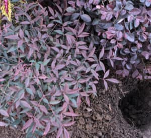 在肥沃的土壤里挖一个洞，种一株紫色的仙子