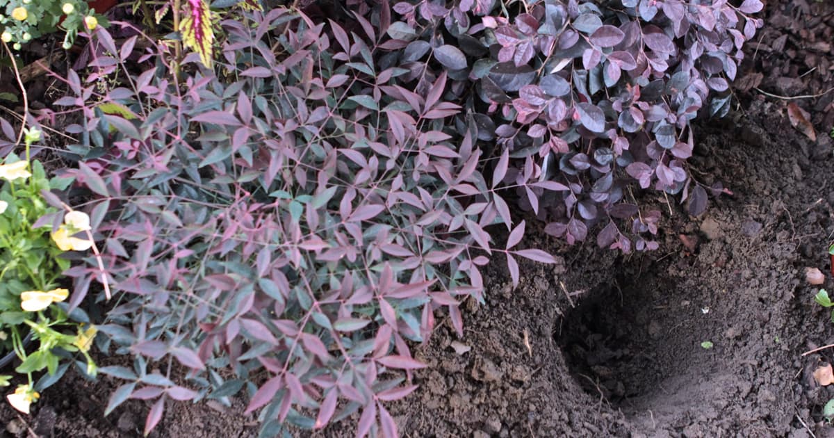 在肥沃的土壤里挖一个洞，种一株紫色的仙子