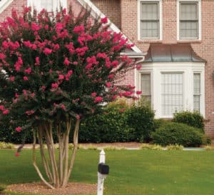 Crapemyrtle树深粉红色花朵成长的大brick-faced回家