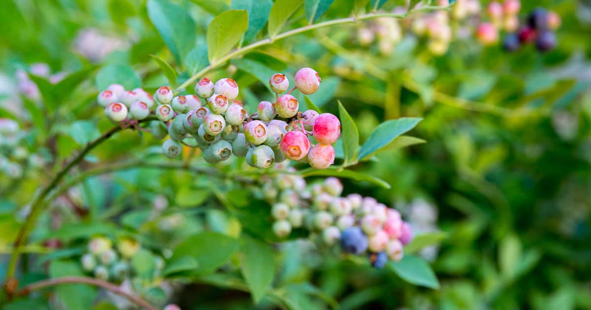 美丽的成熟蓝莓果实兔眼蓝莓从南方生活植物收藏爱游戏体育官网注册