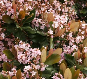 淡粉色花，绿色茎，绿色和铜色叶