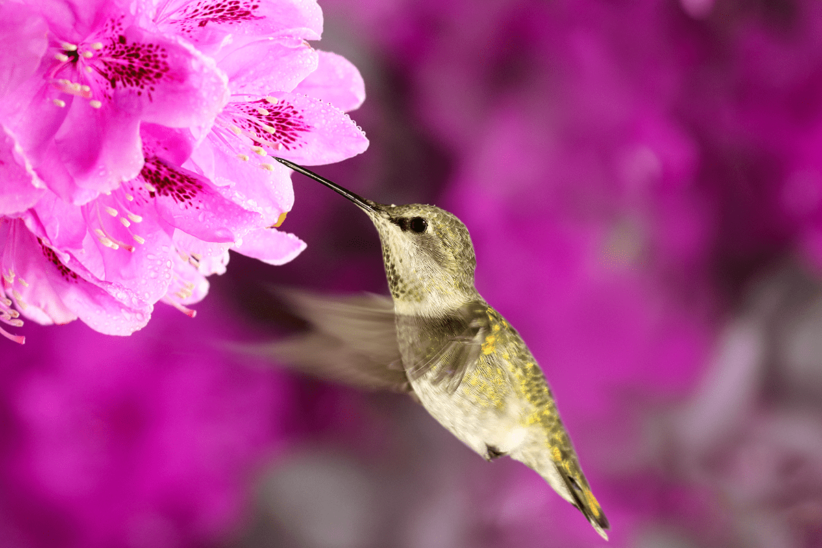 蜂鸟从索斯盖特杜鹃花中饮用花蜜。