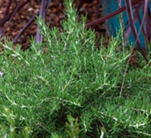 迷迭香灌木，深色常绿叶迷迭香草本植物，浅常绿针状叶