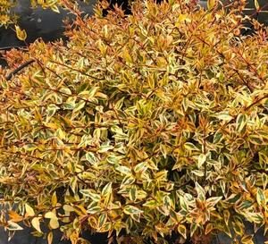 Abelia Suntastic桃植物