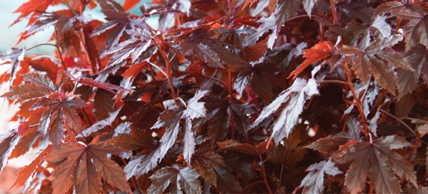 巴拿马红芙蓉