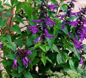 深紫色花萼上的紫色花朵与它绿色茂盛的叶子形成对比