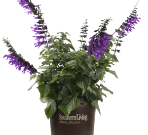 在一个棕色花盆里，阿米斯塔鼠尾草深紫色花萼上的紫色花朵与它绿色茂盛的叶子形成了鲜明的对比