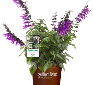 在一个棕色花盆里，阿米斯塔鼠尾草深紫色花萼上的紫色花朵与它绿色茂盛的叶子形成了鲜明的对比