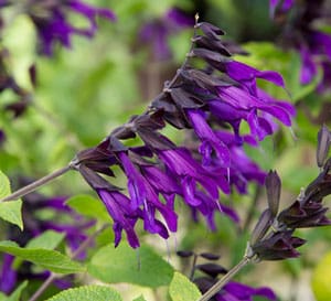 深紫色花萼上的紫色花朵与它绿色茂盛的叶子形成对比