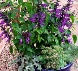 在一个蓝色的花盆里，阿米斯塔鼠尾草深紫色花萼上的紫色花朵与它绿色茂盛的叶子形成对比