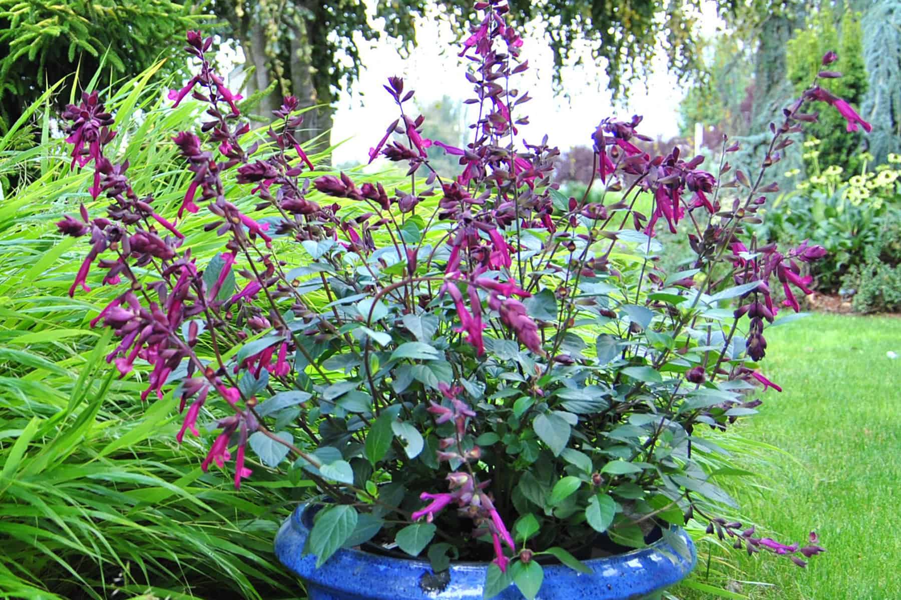 爱与祝福在花园里一个亮蓝色的陶罐里，紫色的花朵和深色的花萼非常美丽爱游戏在线登入