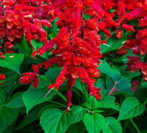 Bright red Salvia blooms rising tall above bright green healthy foliage