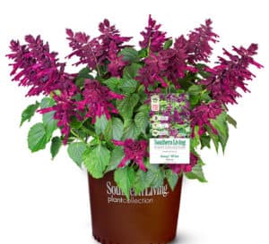 这是一种多年生植物，具有天鹅绒般的紫红色花穗和郁郁葱葱的绿色叶子，从4月到11月连续开花