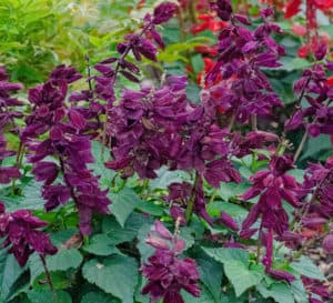 这是一种多年生植物，具有天鹅绒般的紫红色花穗和郁郁葱葱的绿色叶子，从4月到11月连续开花
