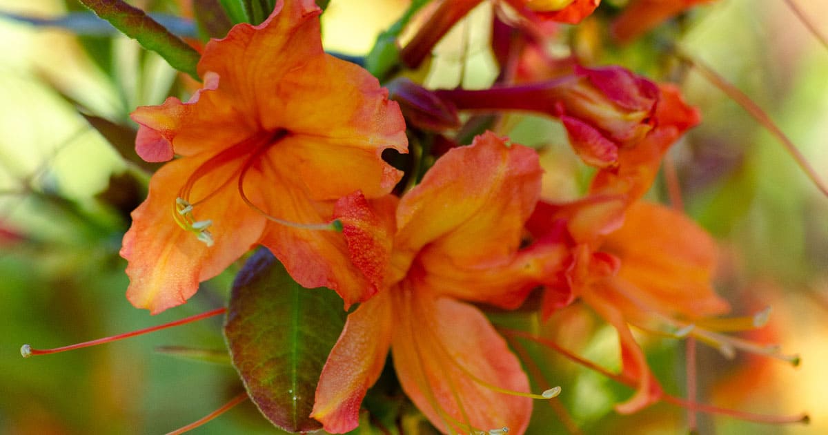 太阳辉光™和太阳耀斑™杜鹃花的大花朵吸引了关键的传粉者，包括华丽的大闪光贝母和东方虎燕尾。其他燕尾蝶，包括palamedes，也经常使用杜鹃花。