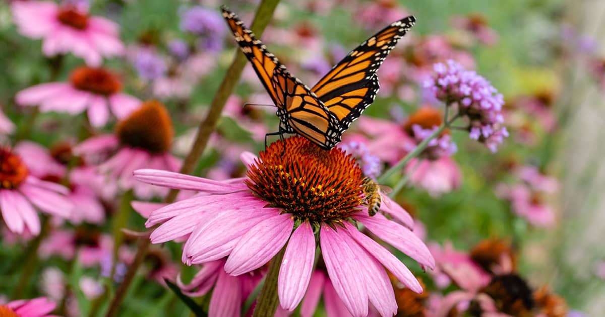 另一种蝴蝶花园的主食，圆锥花在夏天的爱游戏在线登入花园里吸引了一大群人。像橄榄色条纹、珍珠新月和普通硫磺这样的小美人在巨大的燕尾蝶和其他选美皇后之间飞翔。戴安娜、海湾贝母和总督蝶都是常见的游客。