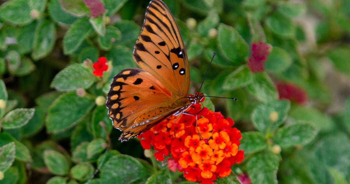 整个季节都盛开着火红的色彩，这对燕尾蝶来说是一个巨大的吸引力，包括巨型蝶、香料蝶和棕榈蝶。斑马蝴蝶长着黄色和黑色条纹的大翅膀，在花丛中翩翩起舞，很难让人错过。精致的访客包括矮黄硫，长尾船长，和常见的格子船长。还要注意有趣的红色匕首翼。