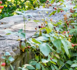 沿着石墙生长的黑莓灌木