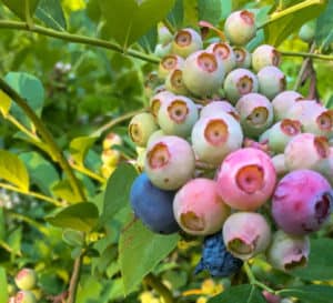 在南方生活的蓝莓灌木上成熟的蓝莓爱游戏体育官网注册