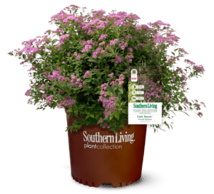 小邦妮绣线菊，浅紫色，浅绿色的叶子，在南方生活的棕色容器里爱游戏体育官网注册
