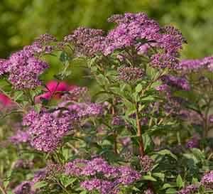 小邦妮Spiraea,浅紫色with light green leaves