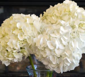 3个白色的绣球花在一个透明的花瓶里