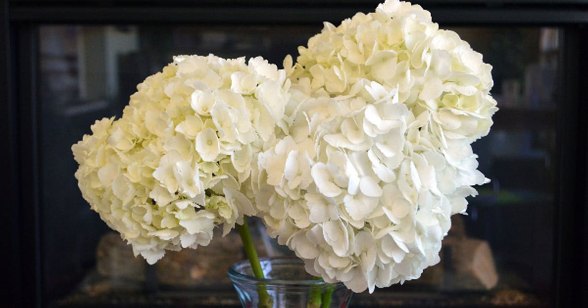 3个白色绣球花在一个透明的花瓶里