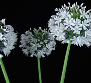女王妈妈爱情花,白色的花朵与薰衣草基地绿色茎黑色背景