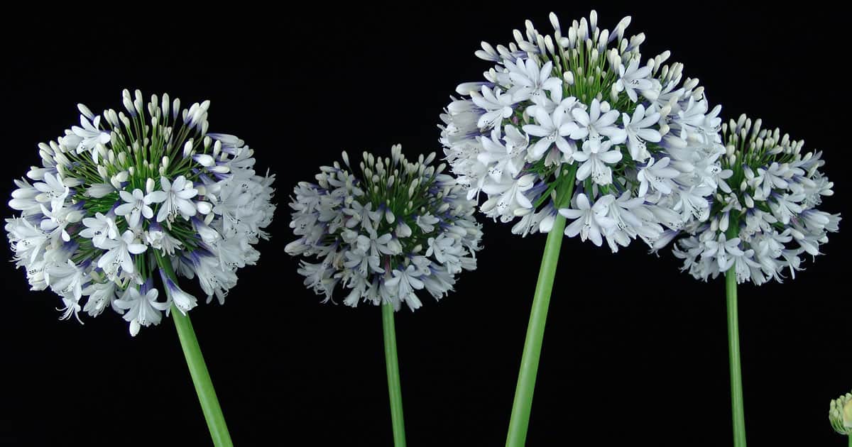 女王妈妈阿加潘thus，白色花朵，薰衣草底座，黑色背景，绿色茎