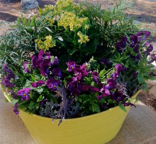 黄色金属容器充满紫色一年生植物和软抚摸十大功劳