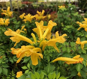 近距离观察亮黄色的Cape Town yellow Tecomaria