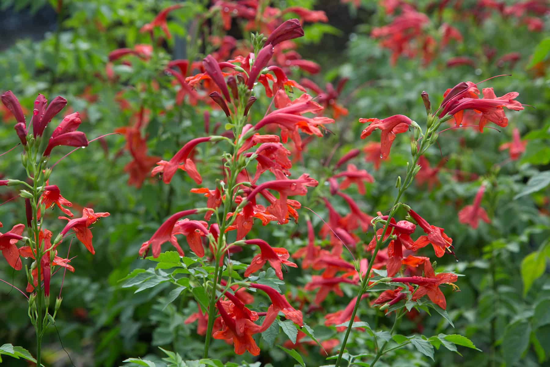 Tecomaria,红色喇叭形状的叶子深绿色的鲜花
