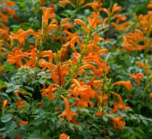 Tecomaria,橙色喇叭形状的叶子深绿色的鲜花
