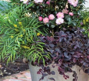 高金属锥形容器种植软爱抚马荷尼亚，紫仙子和山茶花