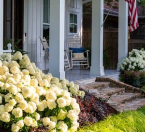 爱游戏体育官网注册南方家园景观包括白色婚礼绣球花和Everillo苔属植物从南方生活
