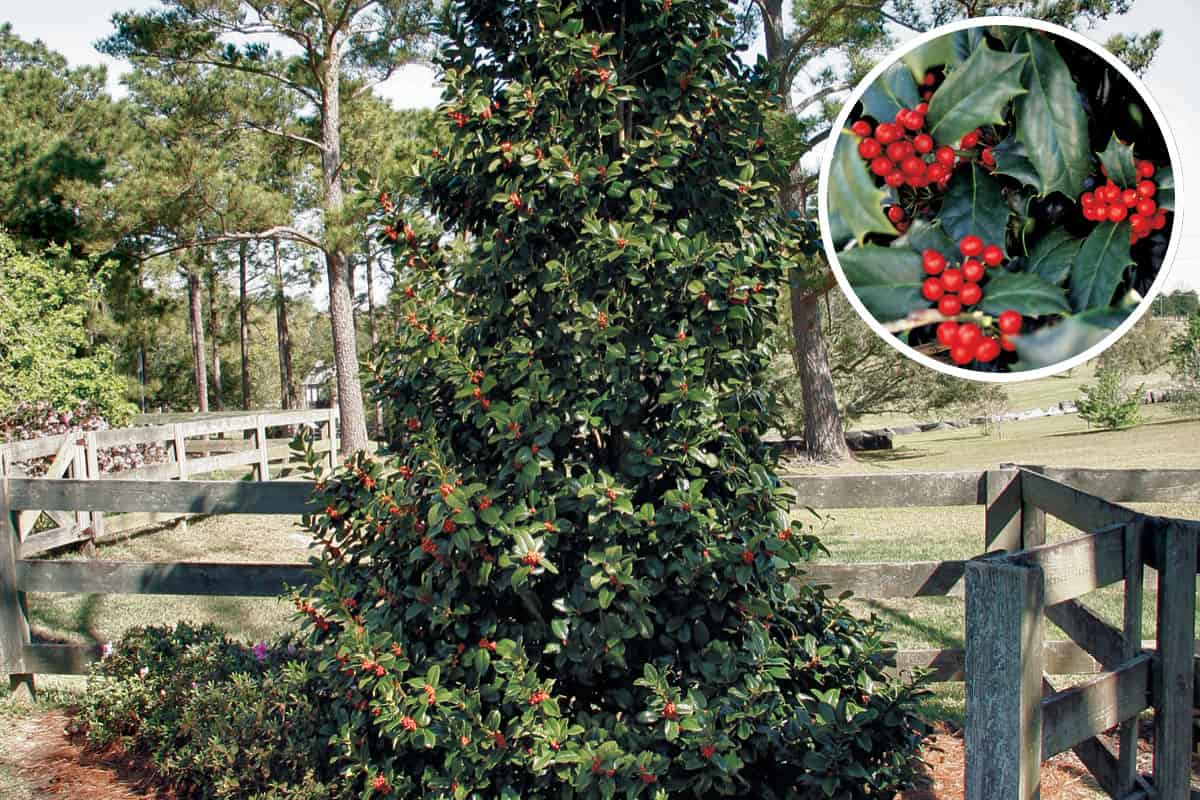 罗宾™已经成为最受欢迎的冬青之一。这棵经典的金字塔形状的树满载着鲜红色的冬季浆果，它的美丽令人着迷。