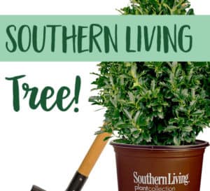 爱游戏体育官网注册南方生活植物树，棕色容器与铲子在白色背景