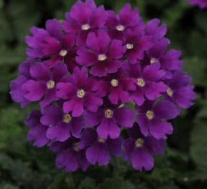 其鲜艳的颜色和优越的分支创造了一个完整的习惯，与紫色的花朵爆发。准备照亮任何花园爱游戏在线登入