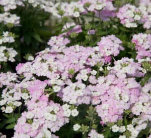 马鞭草的粉红色到白色的花朵在深绿色低矮的叶子上形成紧密的颜色束