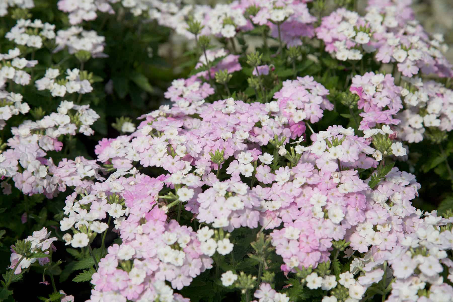 白脸红马鞭草的腮红粉色到白色花朵形成紧包的颜色上面深绿色,低矮植物