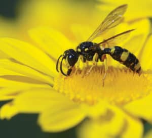 黑黄相间的大黄蜂正在为黄色的白菊花授粉
